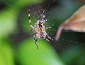 Arachnid, Close, Spider, Network, Cobweb, spider, one animal thumbnail