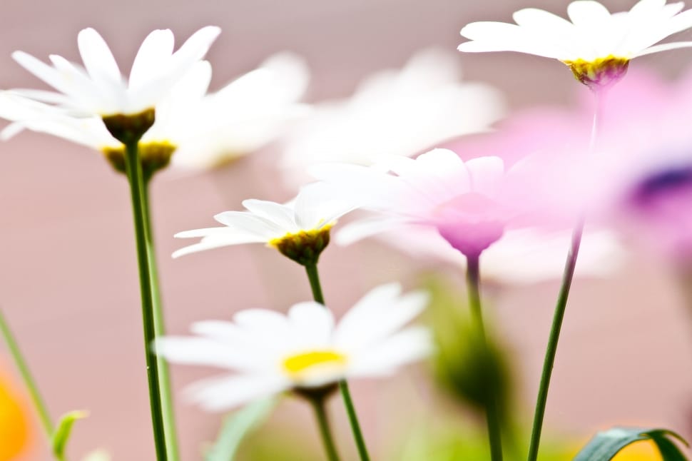 white daisy flowers preview