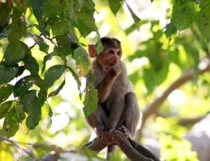 gray small monkey perched in tree during daytime thumbnail
