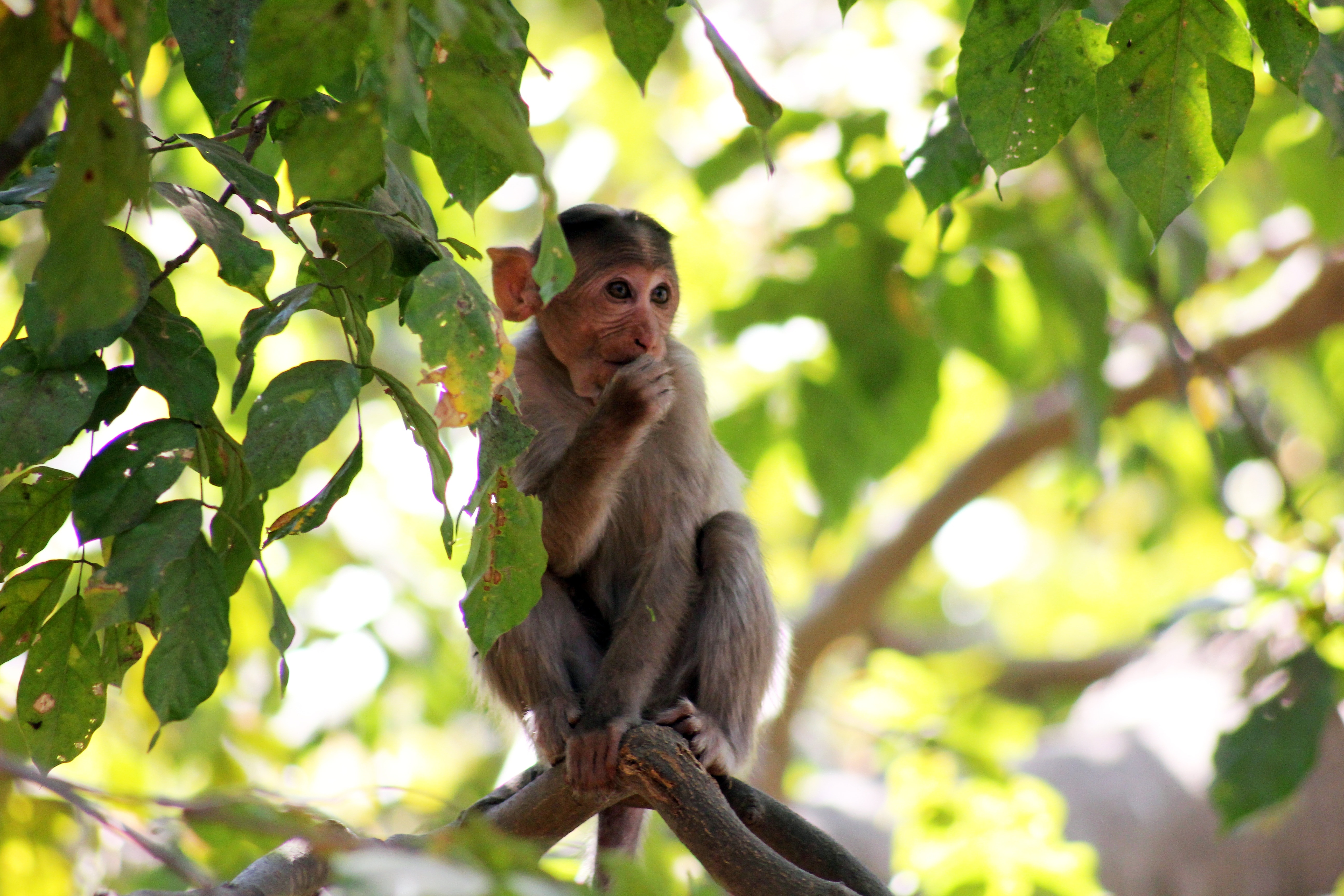 gray small monkey perched in tree during daytime