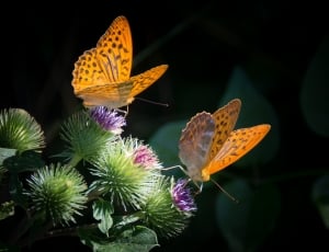 macro photography of two orange butterflies thumbnail