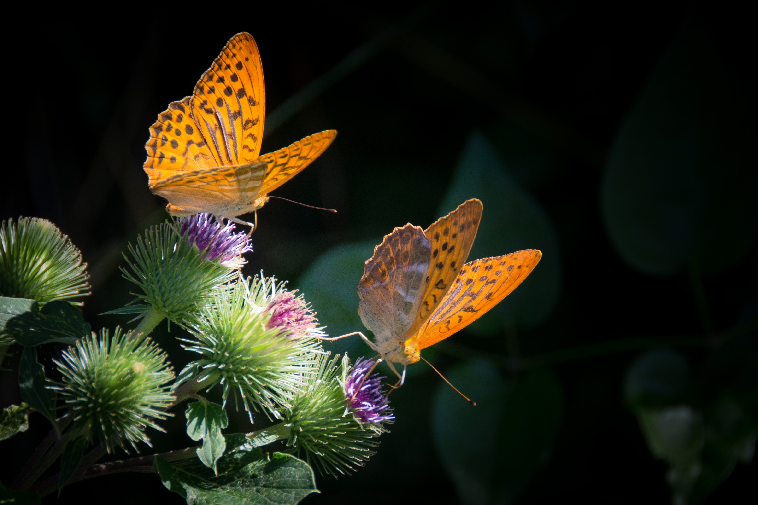 macro photography of two orange butterflies