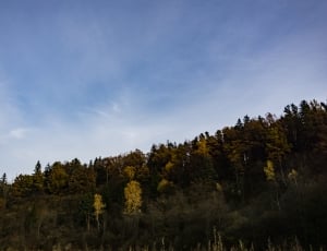 green forest during cloudy daytime sky thumbnail