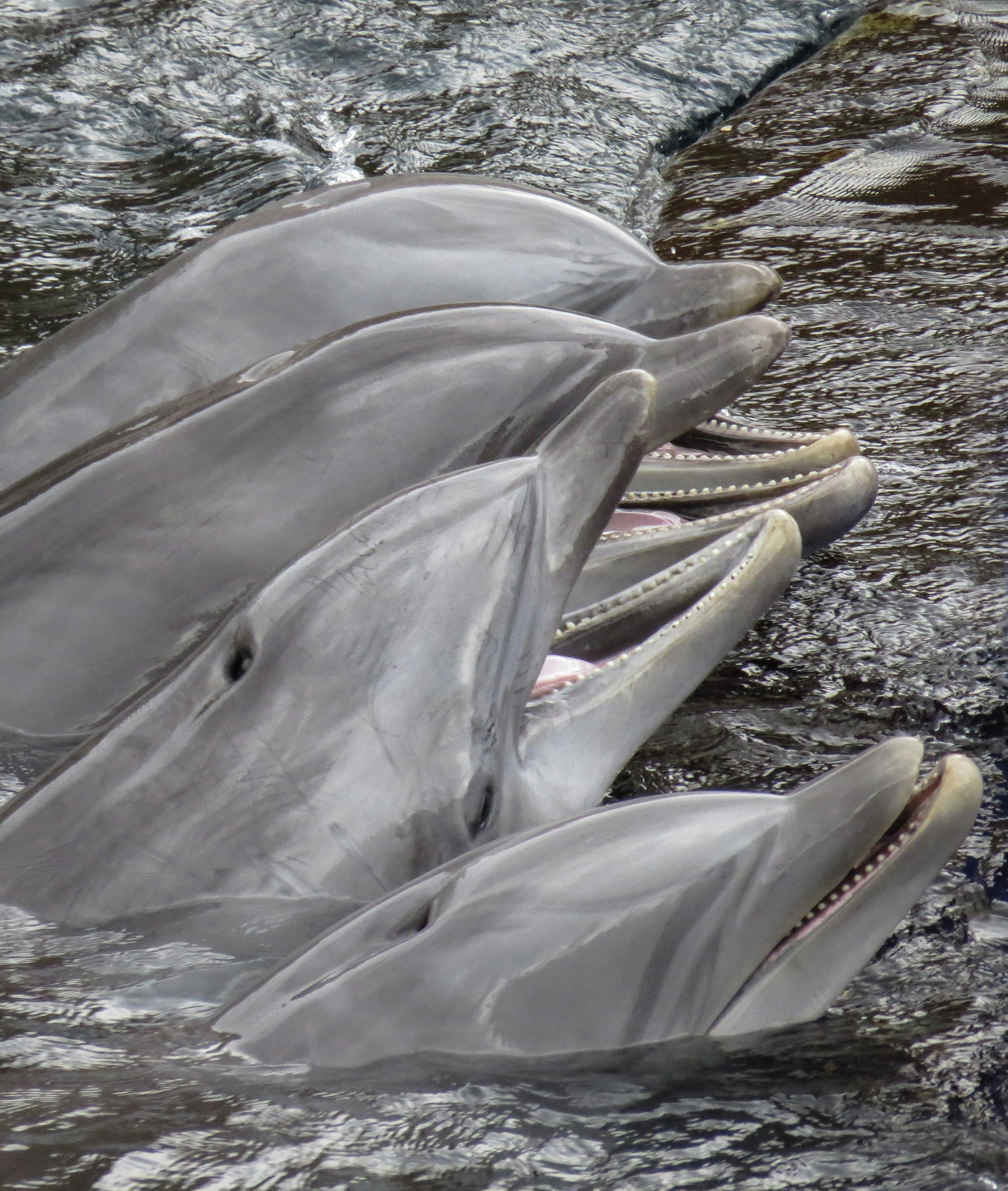 school of grey dolphins