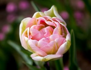 pink and white petaled flower thumbnail