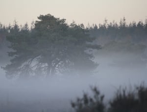 photo of foggy forest during day time thumbnail