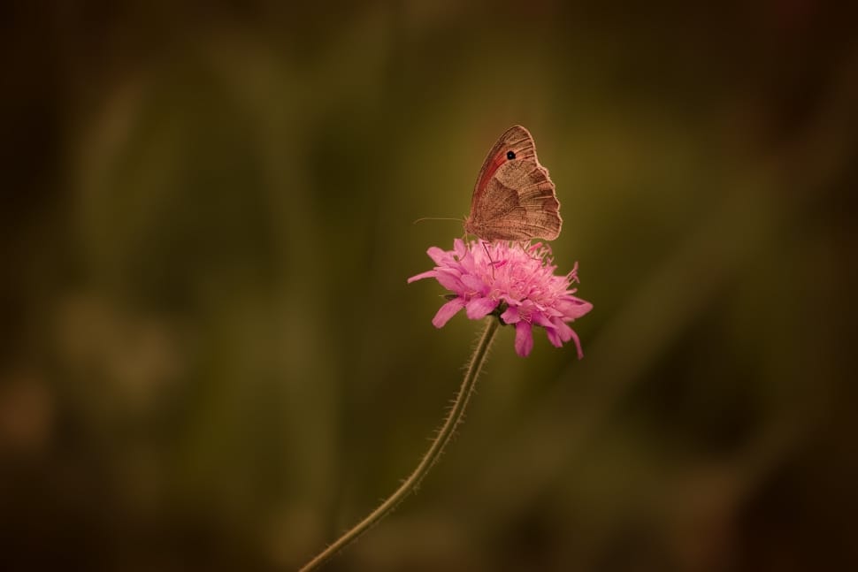 brown moth and pink daisy preview