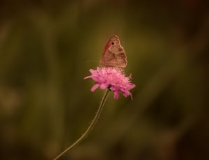brown moth and pink daisy thumbnail