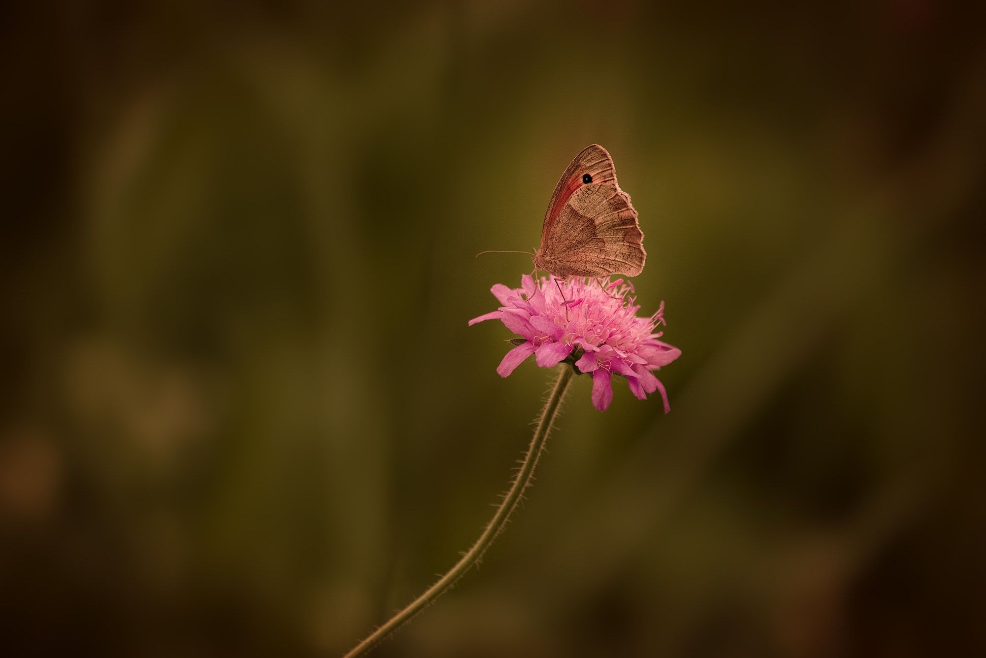 brown moth and pink daisy