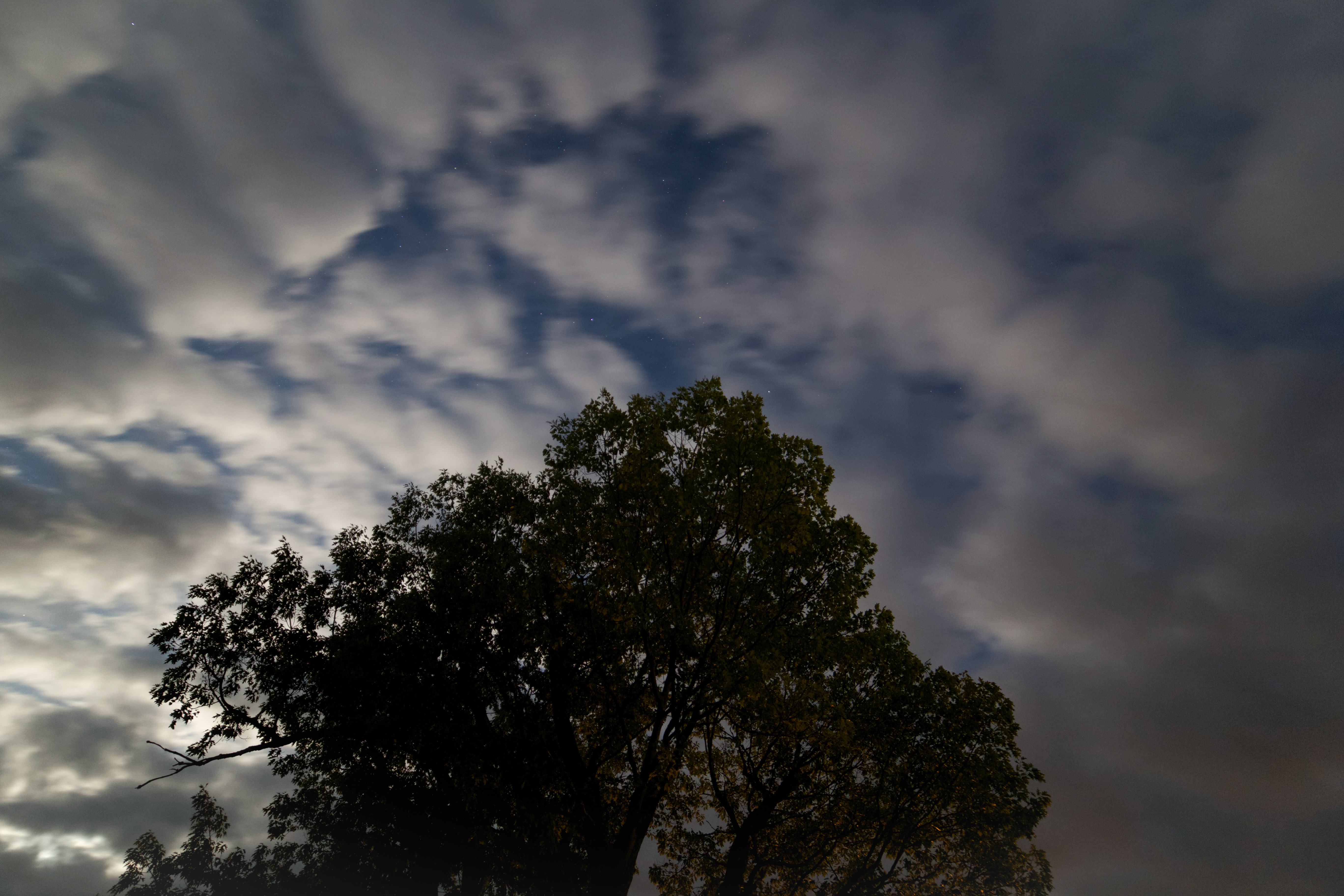 silhouette of tree below white clouds