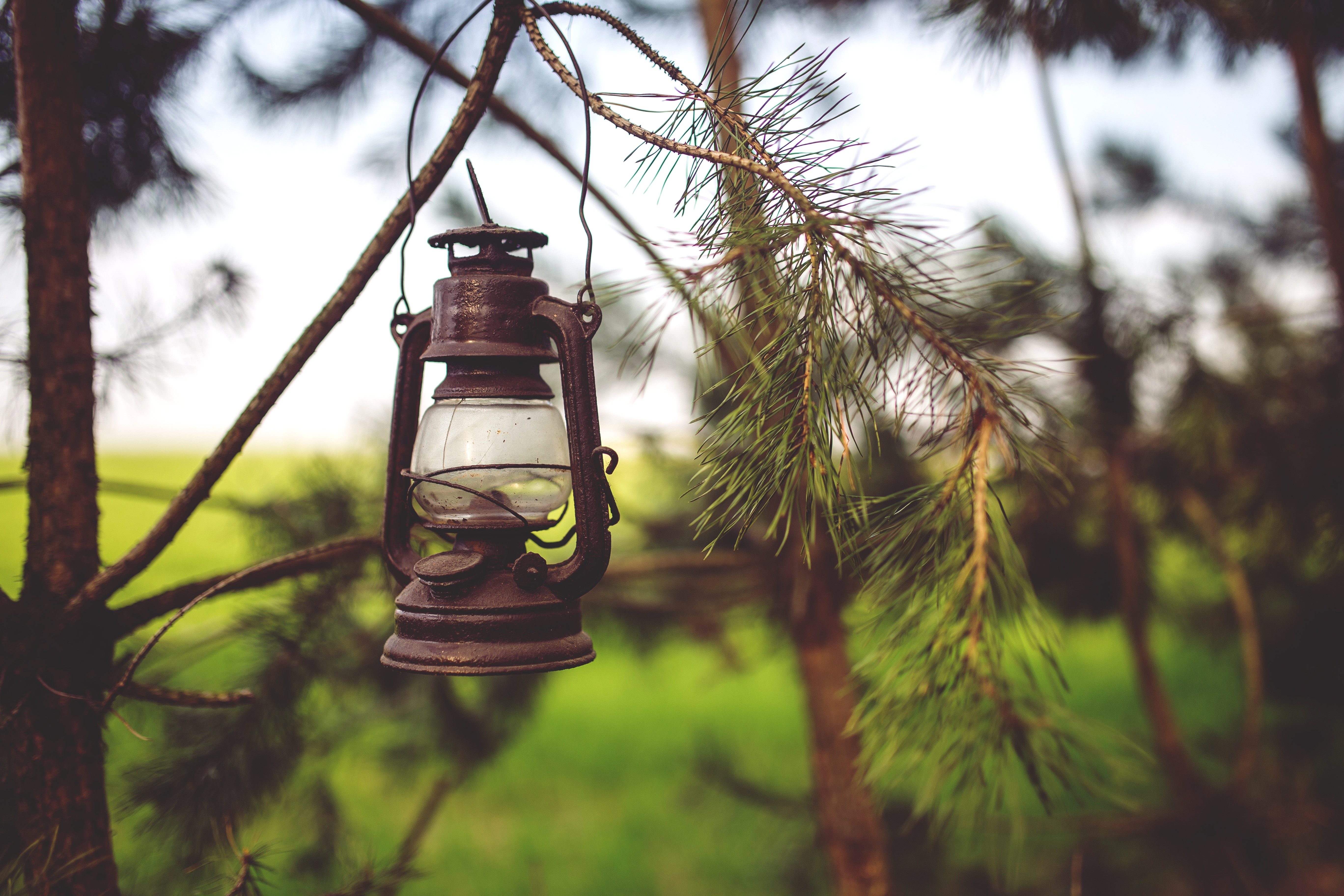 Paraffin, Light, Woods, Lamp, Kerosene, hanging, tree