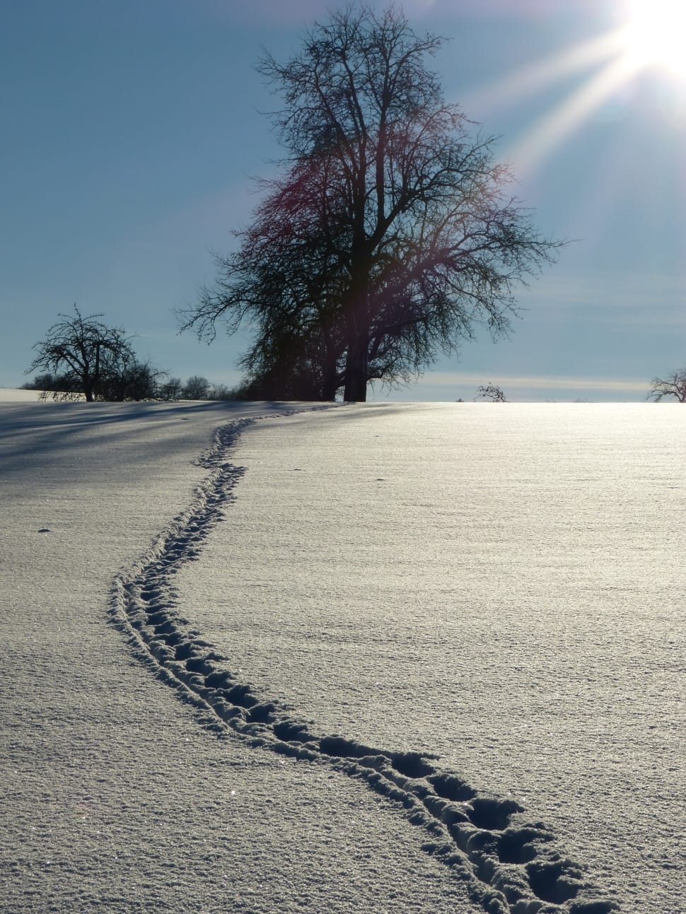 Trace, Winter, Traces, Snow Lane, Snow, tree, nature preview