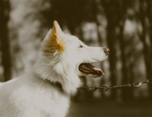 white long coat dog thumbnail