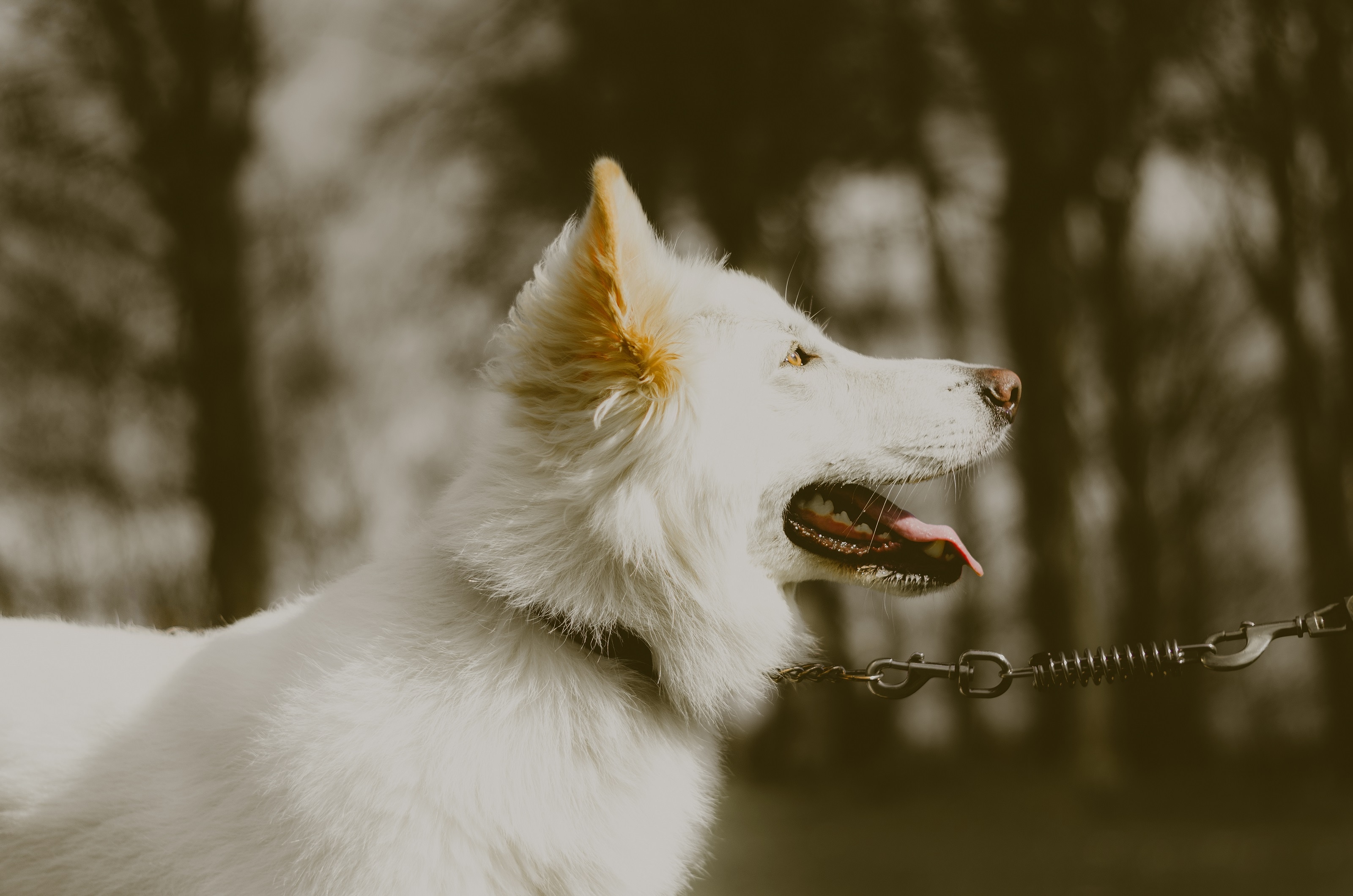 white long coat dog