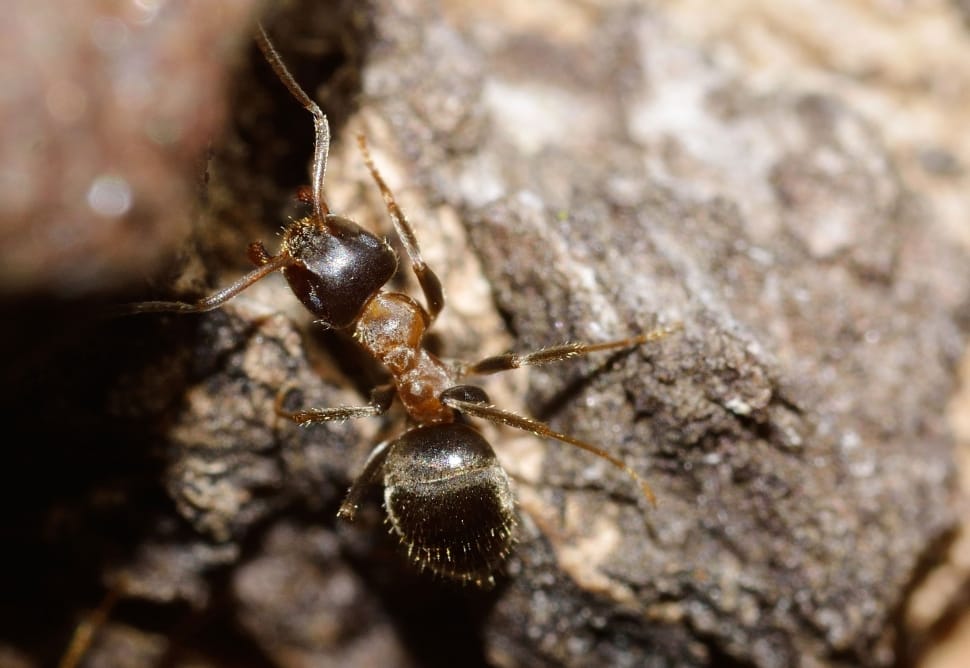 brown ant preview