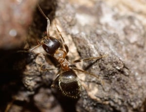 brown ant thumbnail