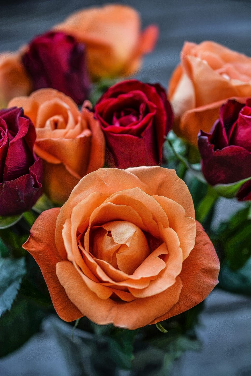 red and orange rose preview