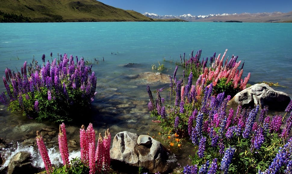 Russell Lupins. Lake Tekapo. NZ preview