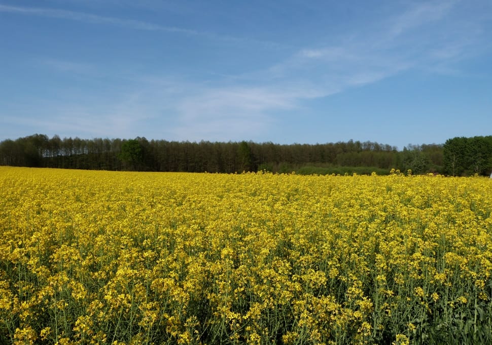 photography of yellow flower fields preview