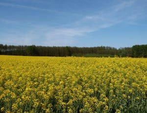 photography of yellow flower fields thumbnail