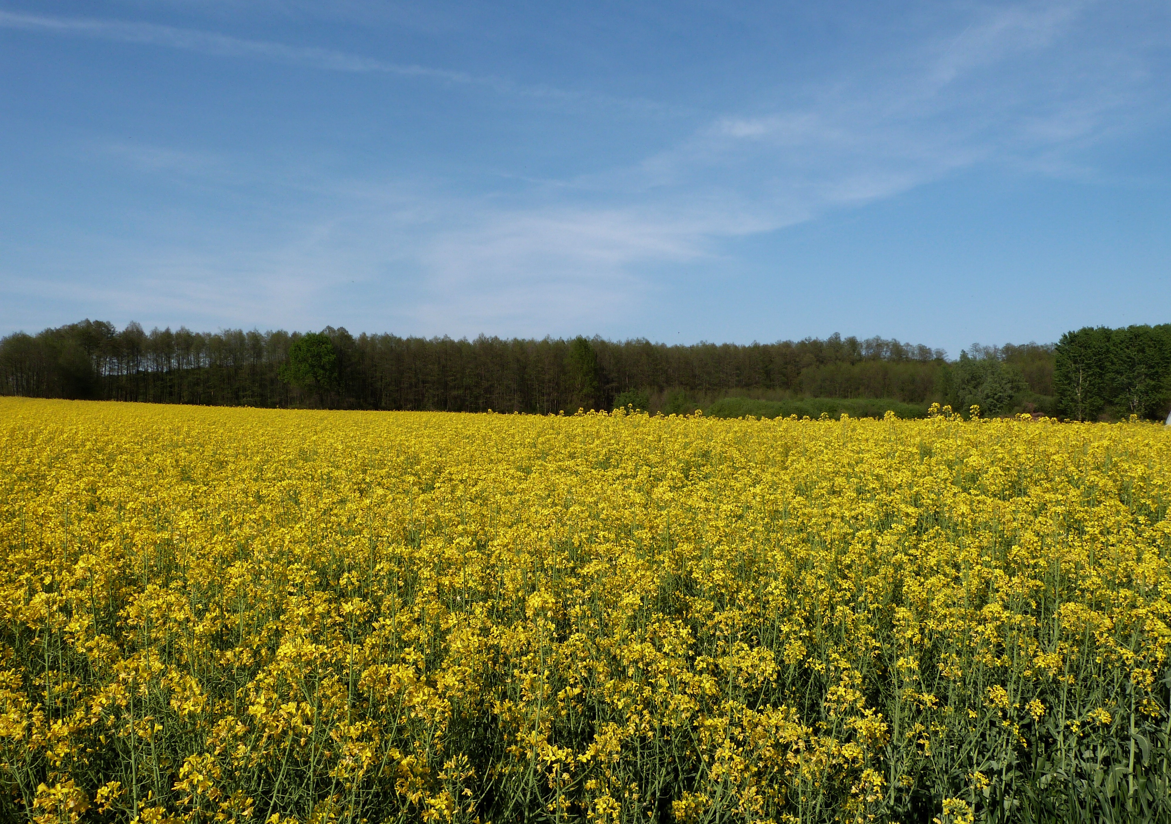 photography of yellow flower fields