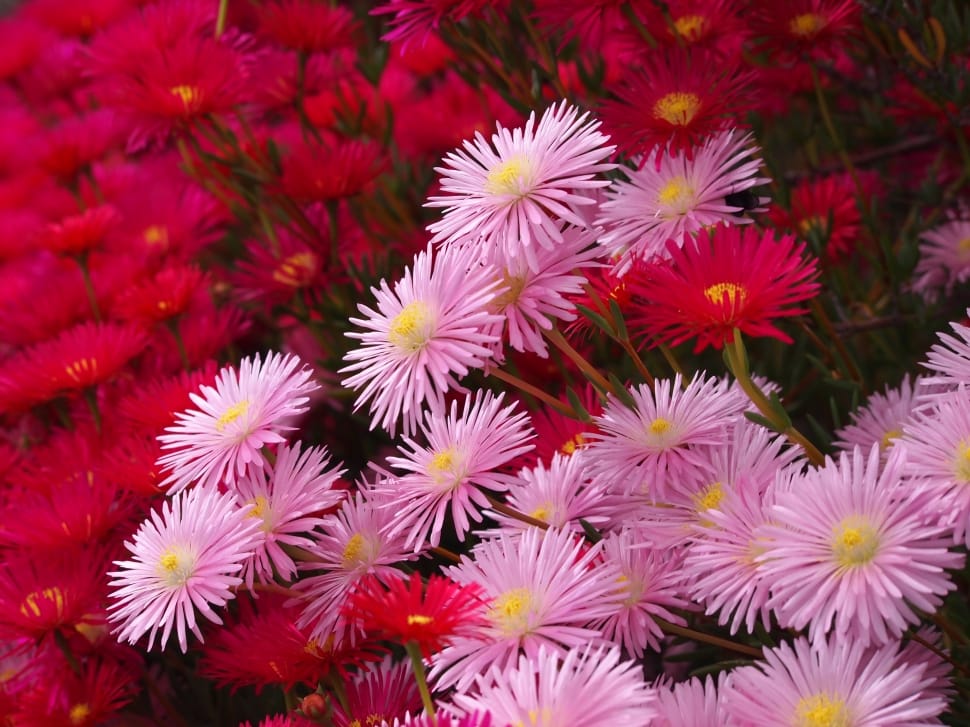 pink and red asters preview