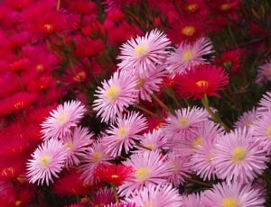 pink and red asters thumbnail
