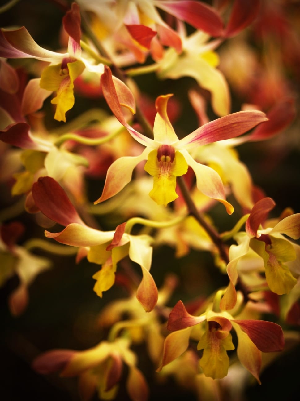 yellow-and-pink orchids preview