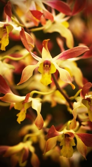 yellow-and-pink orchids thumbnail