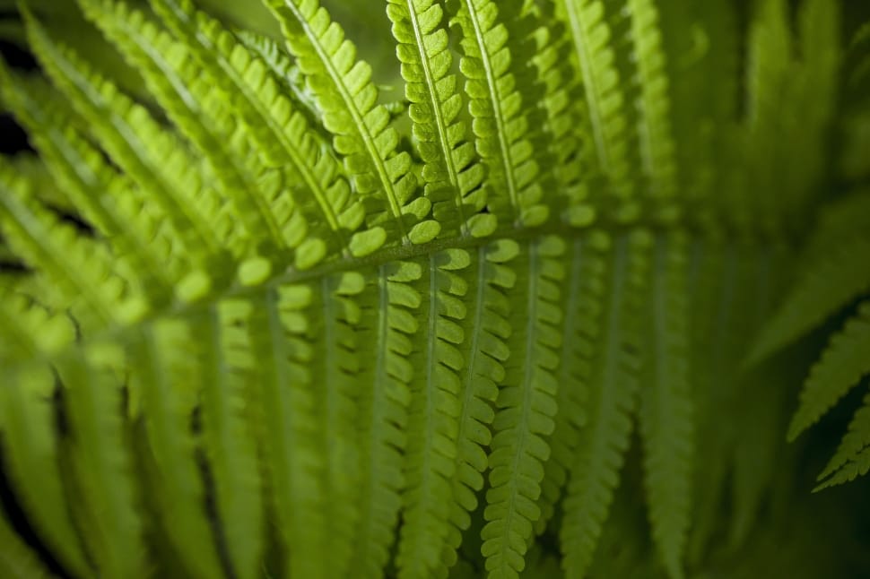 green leafed fern plant in macro shot preview