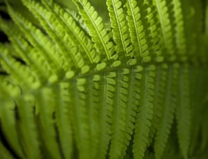 green leafed fern plant in macro shot thumbnail