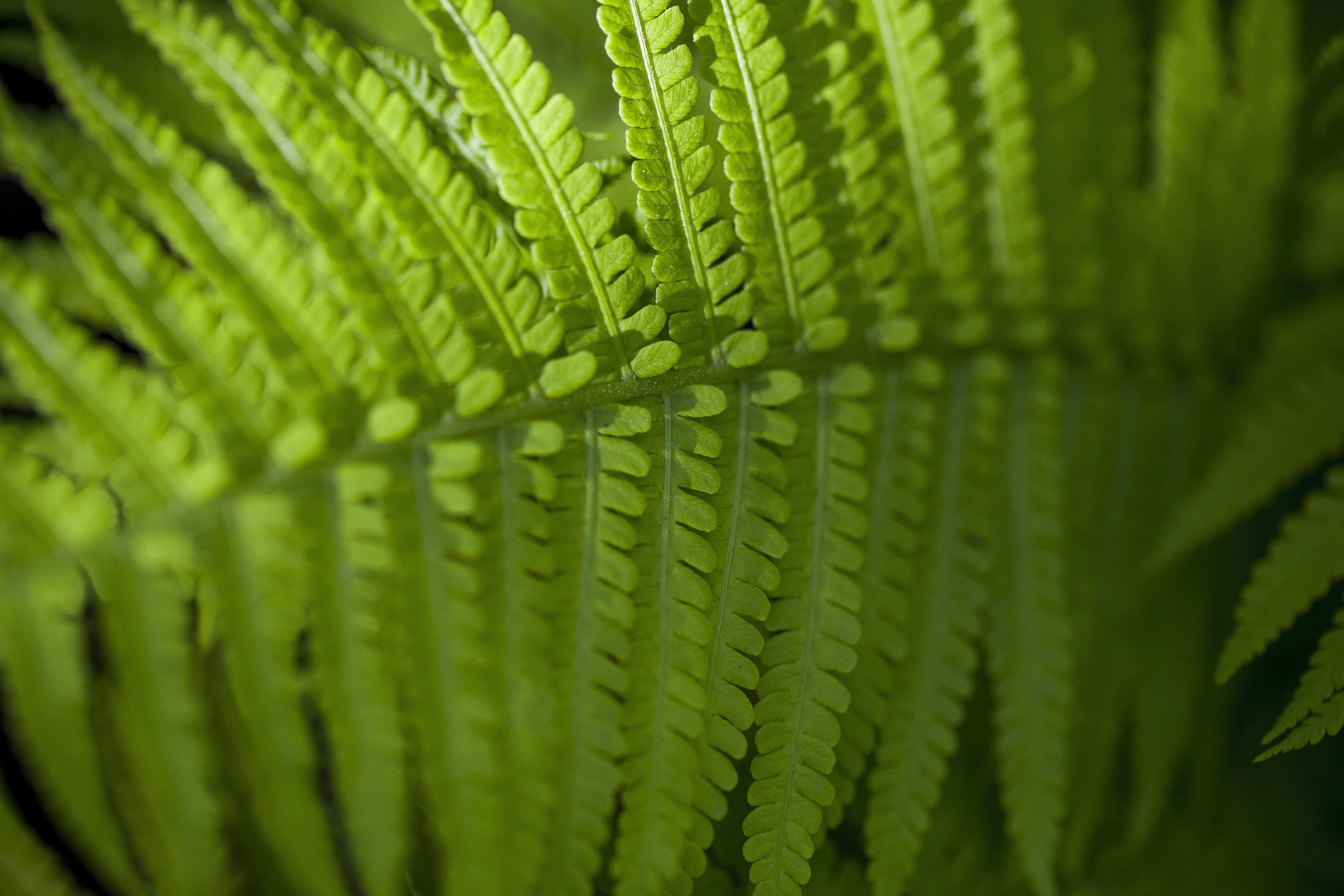 green leafed fern plant in macro shot