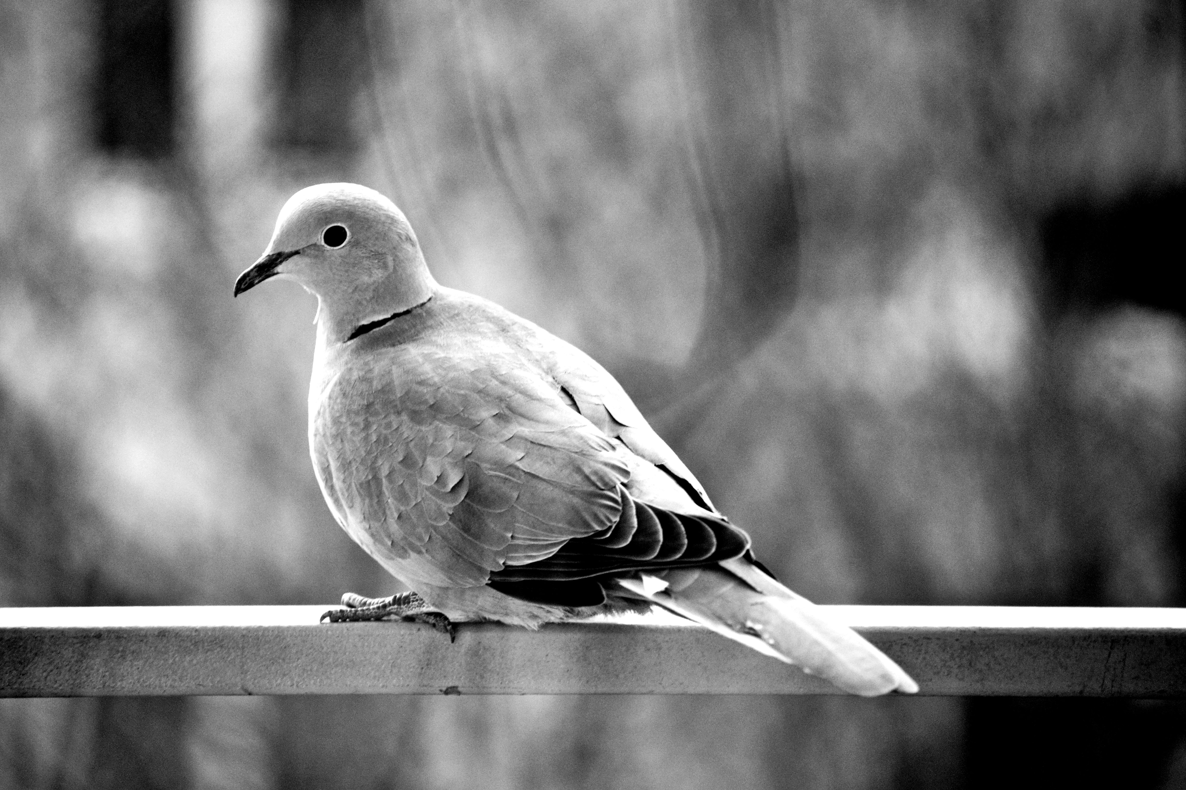 Pigeon, Bird, Dove, Nature, Animal, one animal, bird