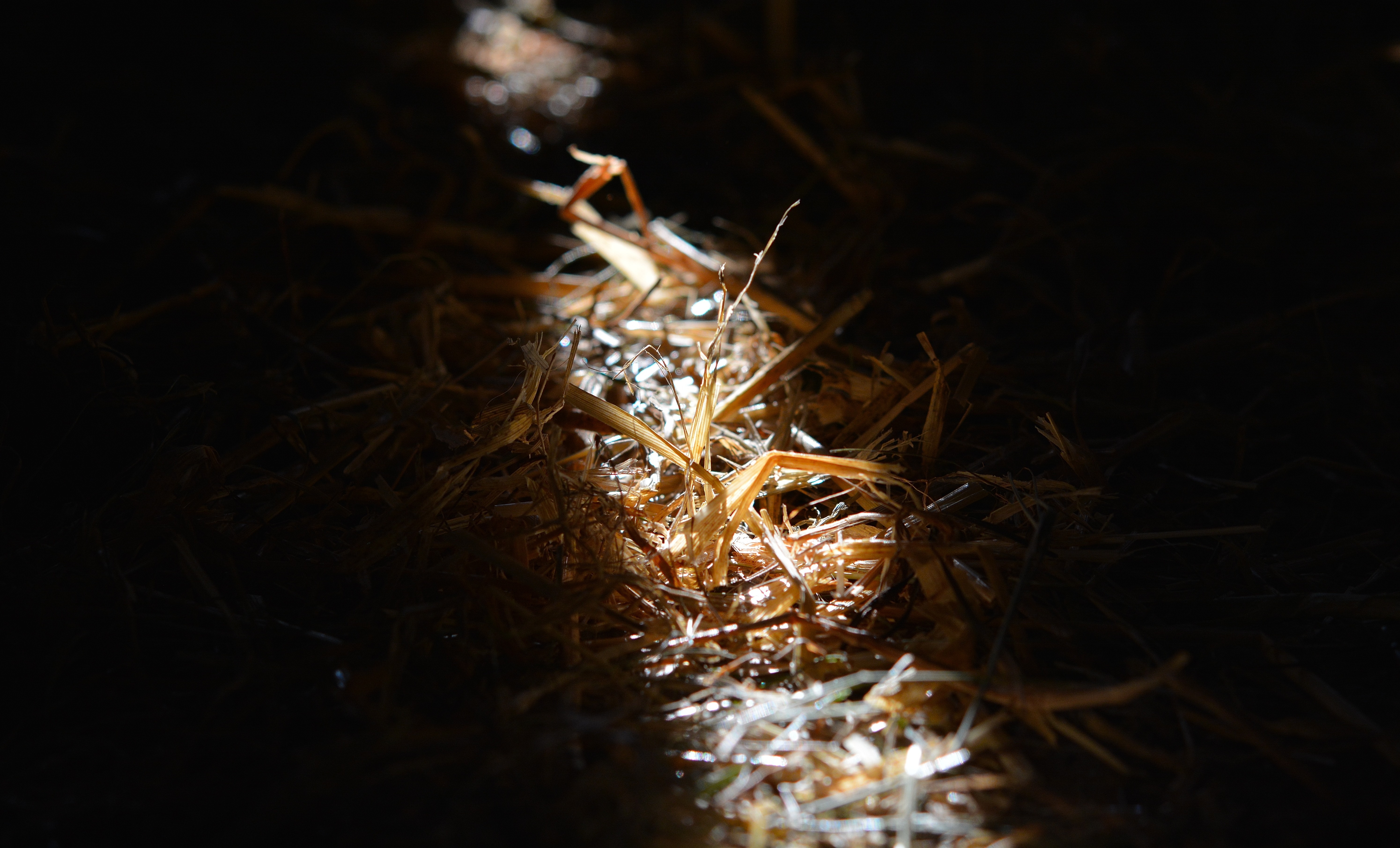 dried grass on ground closeup photography during daytime