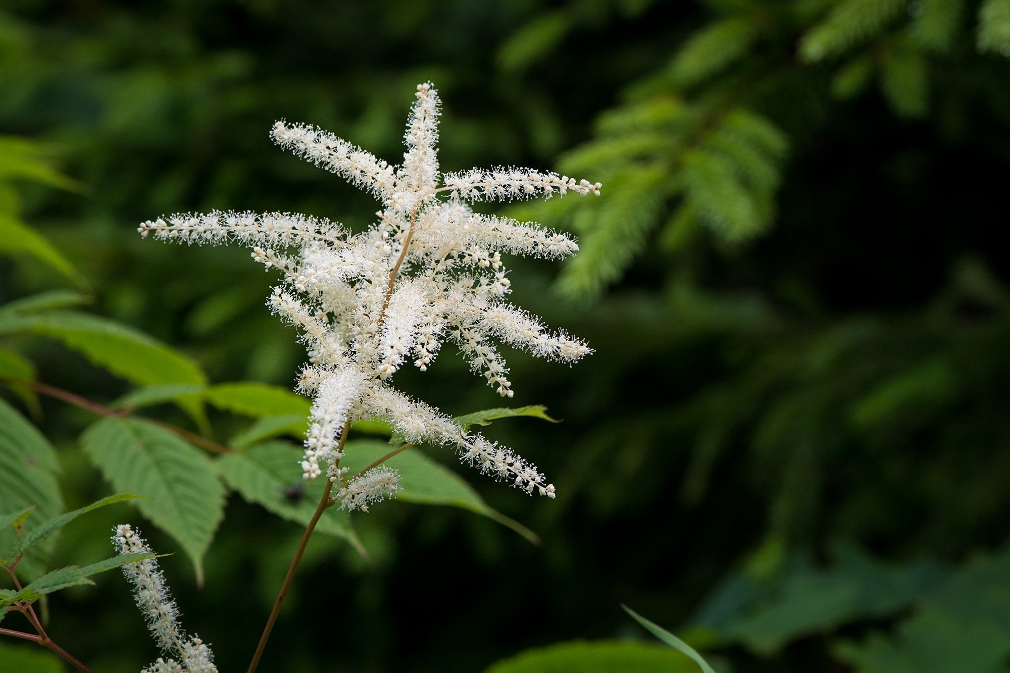 white cluster flower