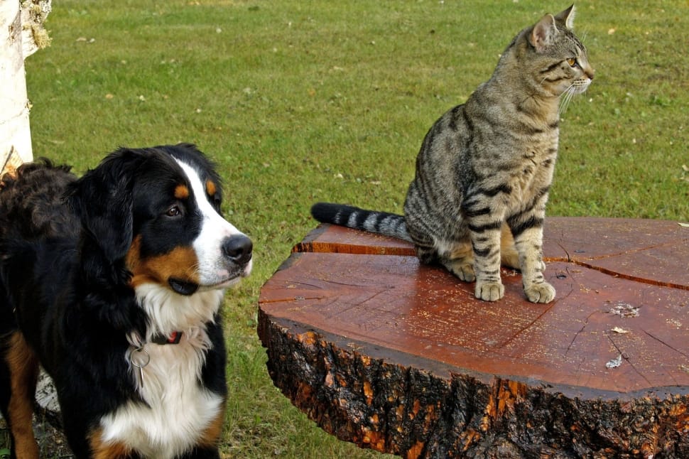 Bernese Mountain Dog, Canine, Tabby, pets, animal themes preview
