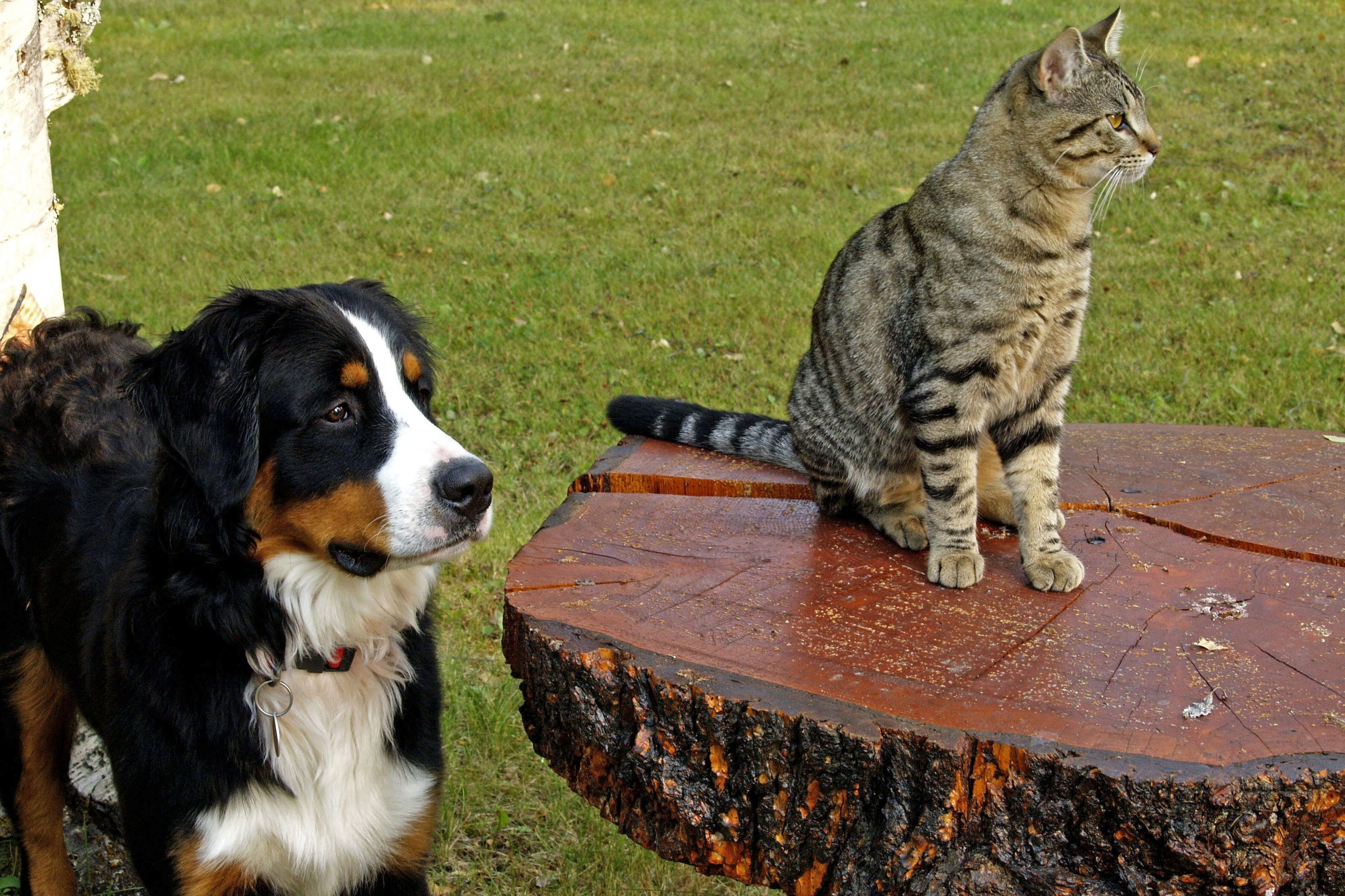 Bernese Mountain Dog, Canine, Tabby, pets, animal themes