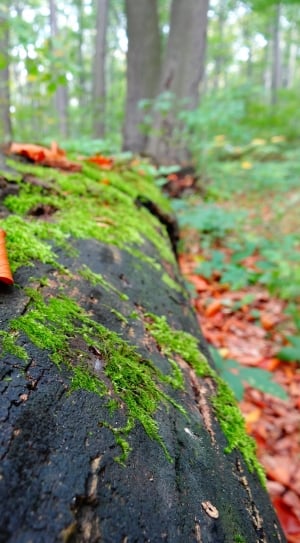 black log and green moss thumbnail