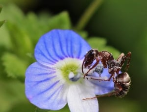 macro shot of ant on flower thumbnail