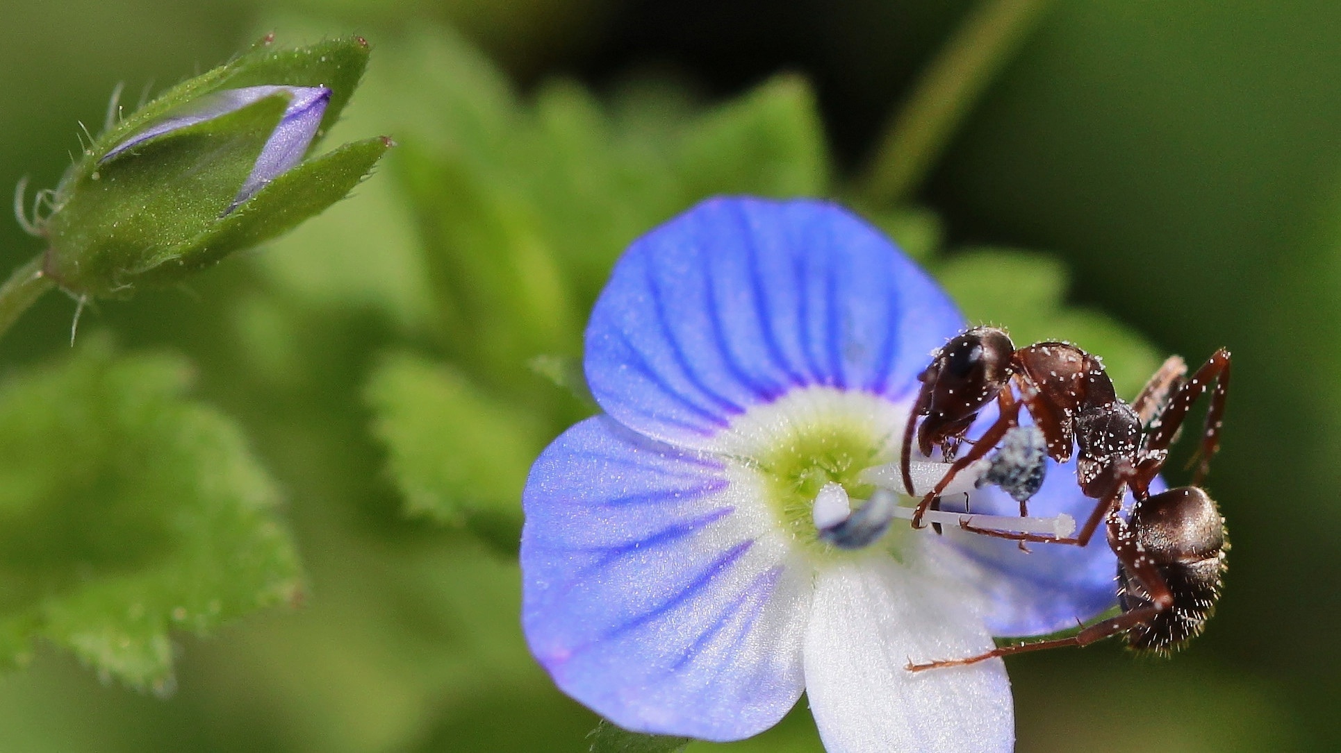 macro shot of ant on flower