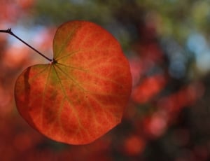 Brown, Season, Fall Colors, Leaves, autumn, leaf thumbnail