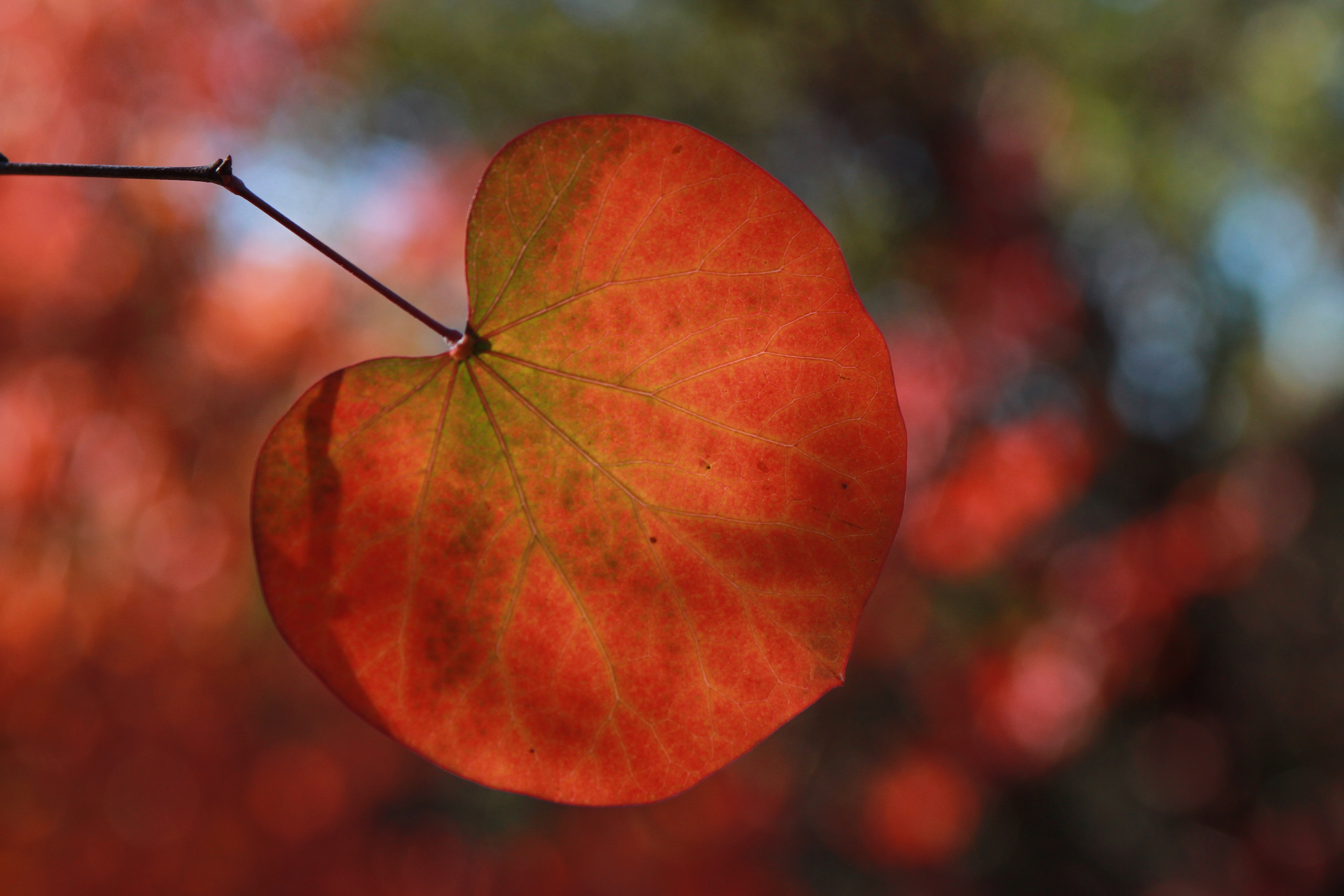 Brown, Season, Fall Colors, Leaves, autumn, leaf