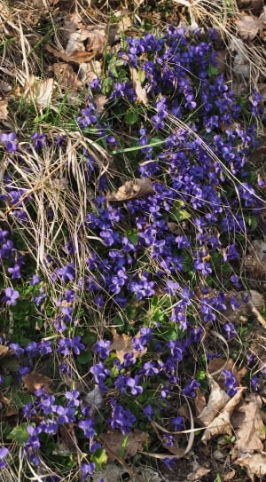 Slope, Scented Violets, Violet, purple, flower thumbnail