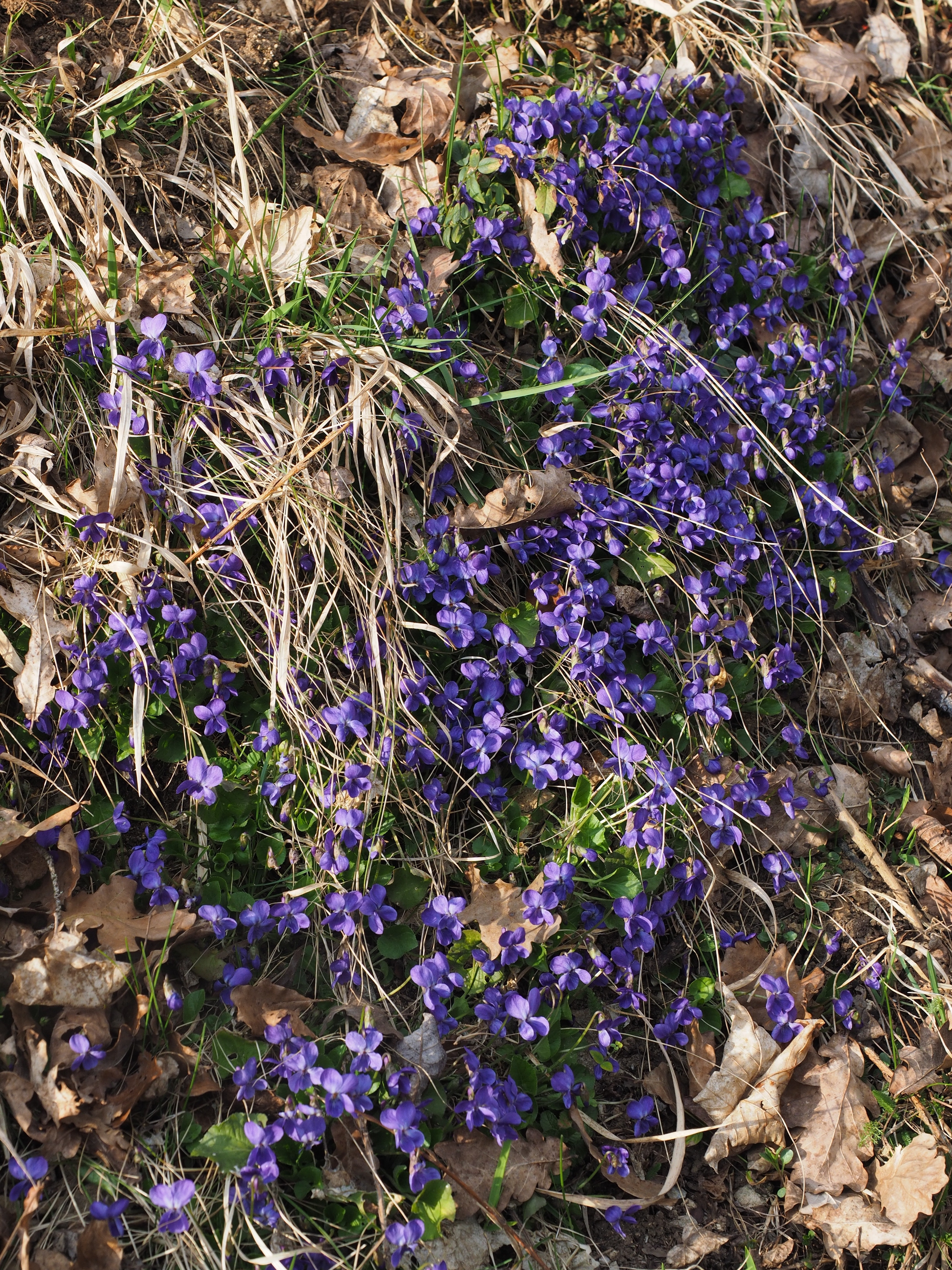 Slope, Scented Violets, Violet, purple, flower