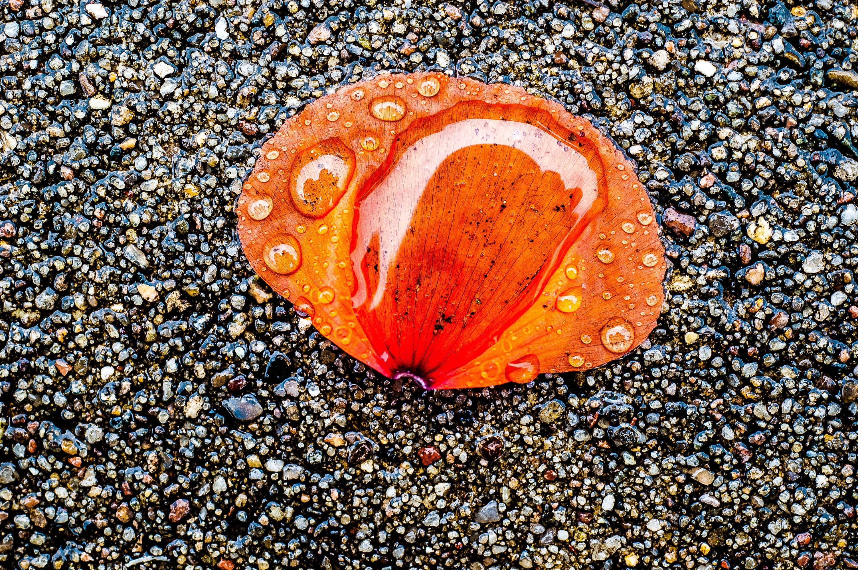 orange flower petal