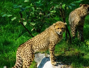 two Cheetah on grass field thumbnail