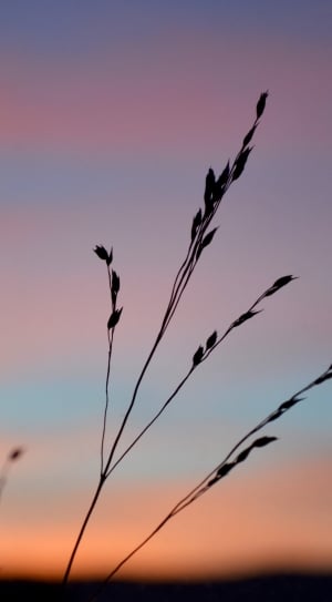 silhouette of plant during daytime thumbnail