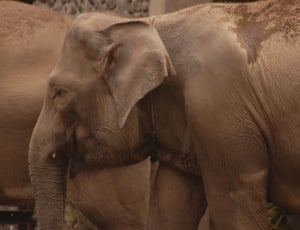 picture of 2 elephants thumbnail