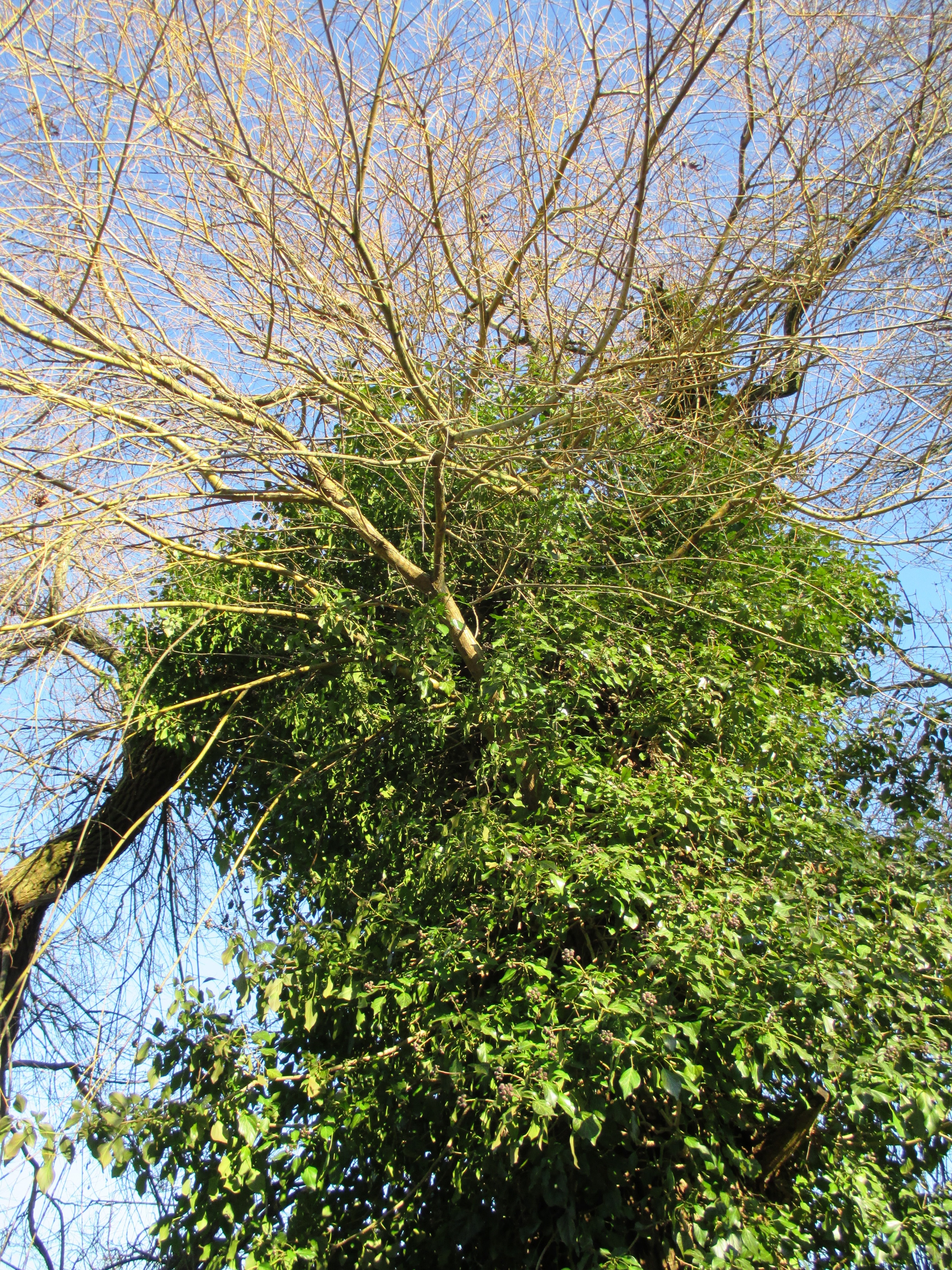 green leaves tree