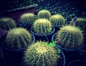 small cacti in blue pots thumbnail
